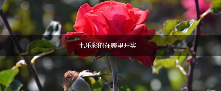 七乐彩的在哪里开奖,第1张