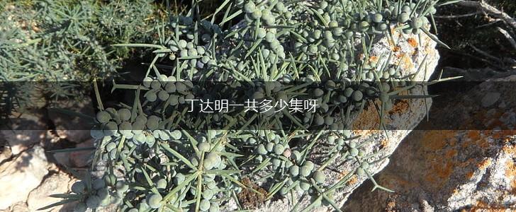 丁达明一共多少集呀,第1张