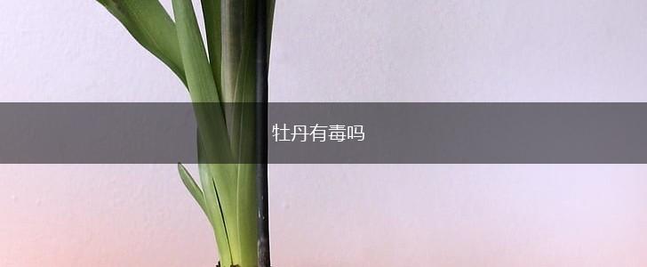 牡丹有毒吗,第1张