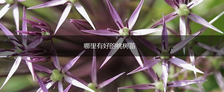 哪里有好的桃树苗,第1张