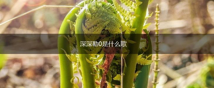 深深勒0是什么歌,第1张