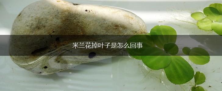 米兰花掉叶子是怎么回事,第1张