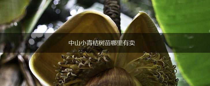 中山小青桔树苗哪里有卖,第1张