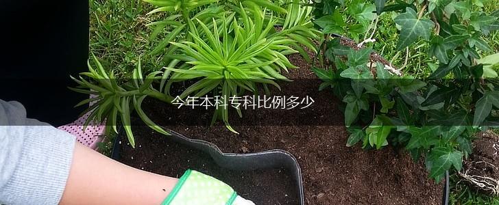 今年本科专科比例多少,第1张
