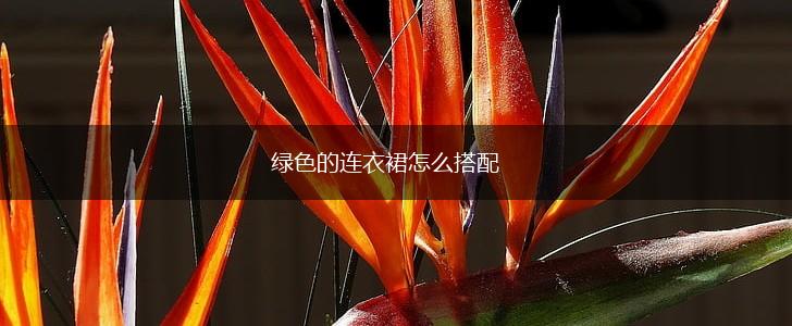 绿色的连衣裙怎么搭配,第1张