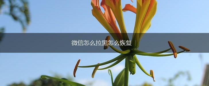微信怎么拉黑怎么恢复,第1张