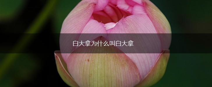 白大拿为什么叫白大拿,第1张