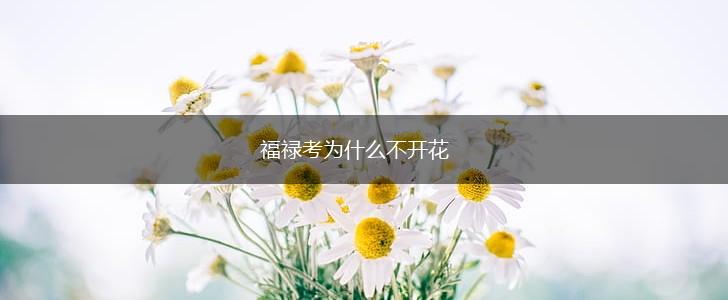 福禄考为什么不开花,第1张