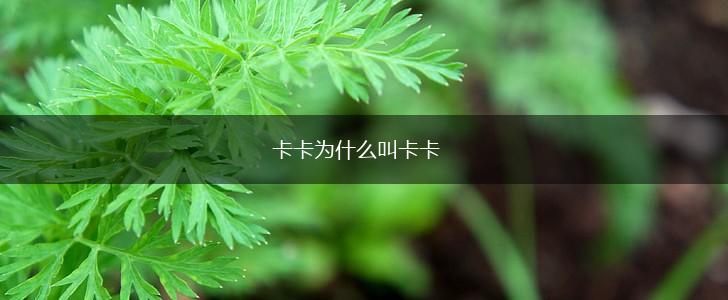 卡卡为什么叫卡卡,第1张