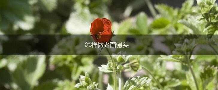 怎样做老面馒头,第1张