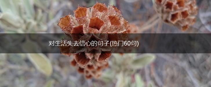 对生活失去信心的句子(热门60句),第1张