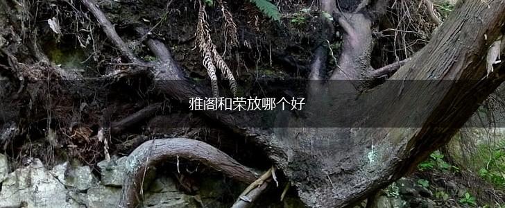 雅阁和荣放哪个好,第1张