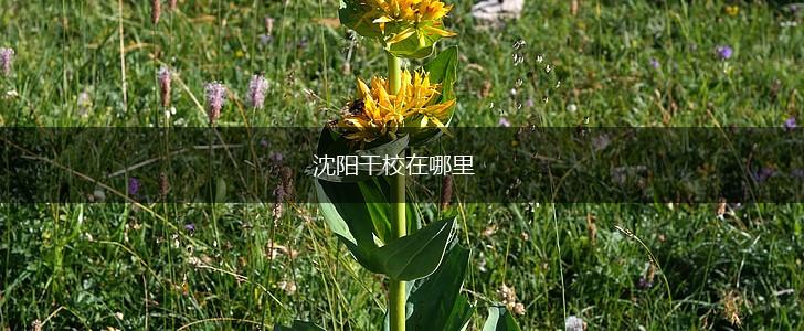沈阳干校在哪里,第1张