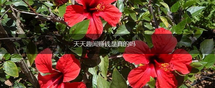 天天趣闻赚钱是真的吗,第1张