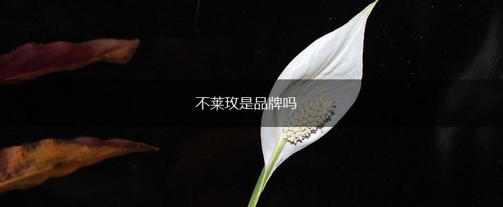 不莱玫是品牌吗,第1张