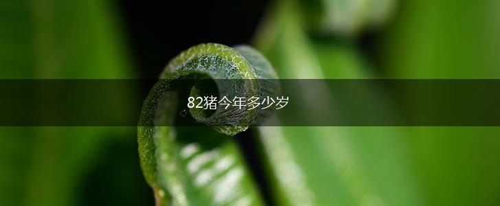 82猪今年多少岁,第1张