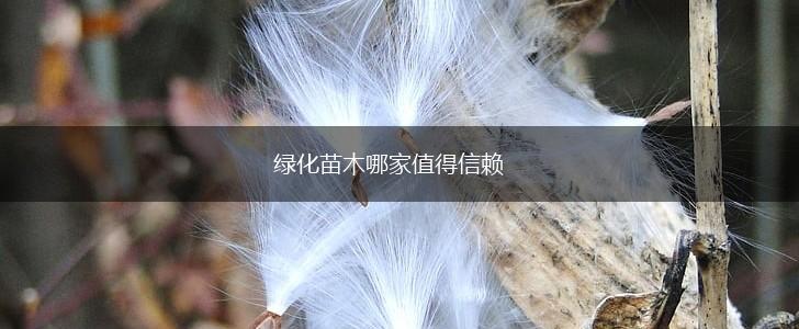 绿化苗木哪家值得信赖,第1张