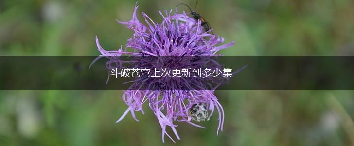 斗破苍穹上次更新到多少集,第1张