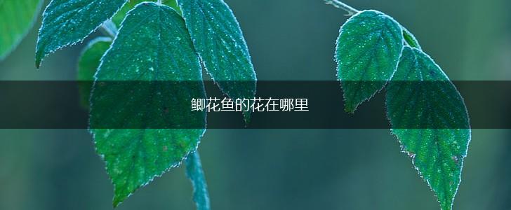 鲫花鱼的花在哪里,第1张