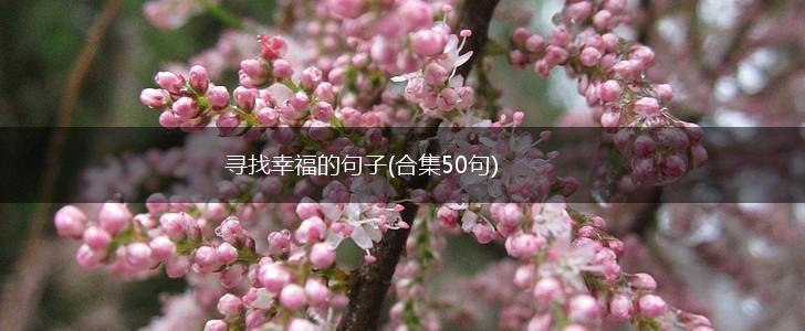寻找幸福的句子(合集50句),第1张