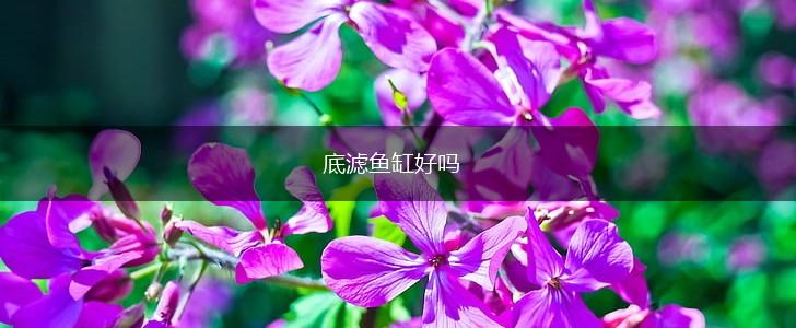 底滤鱼缸好吗,第1张