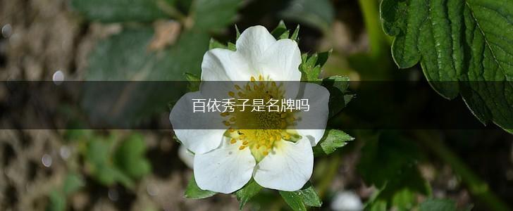 百依秀子是名牌吗,第1张