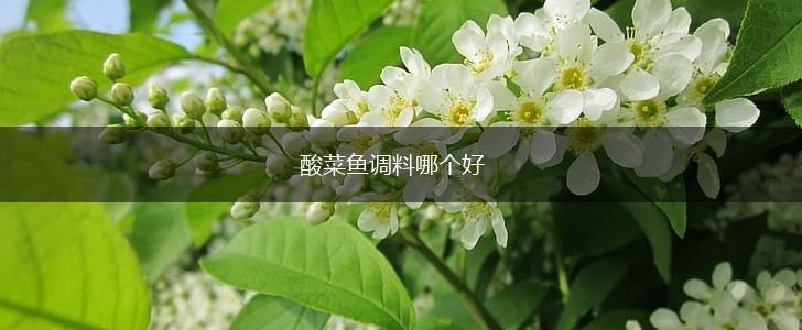 酸菜鱼调料哪个好,第1张