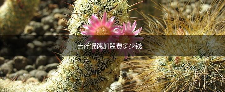 吉祥馄饨加盟费多少钱,第1张