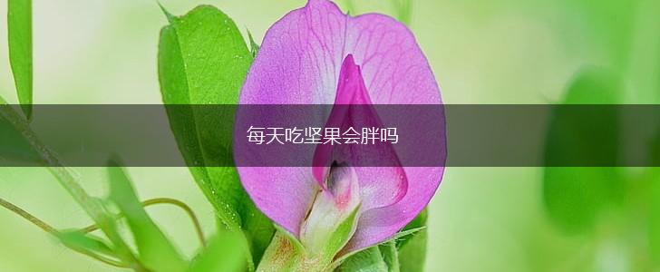 每天吃坚果会胖吗,第1张