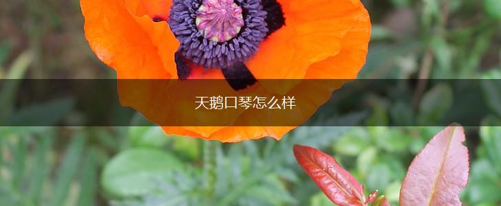 天鹅口琴怎么样,第1张