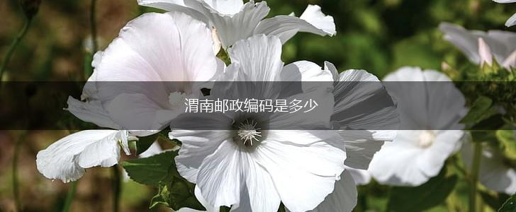 渭南邮政编码是多少,第1张