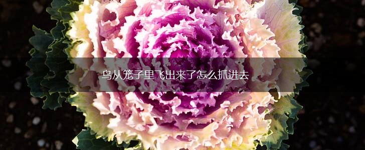 鸟从笼子里飞出来了怎么抓进去,第1张