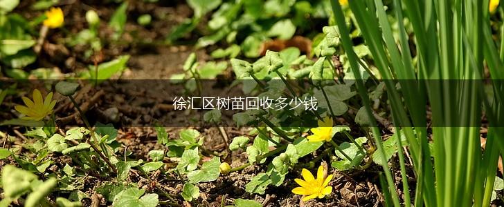 徐汇区树苗回收多少钱,第1张