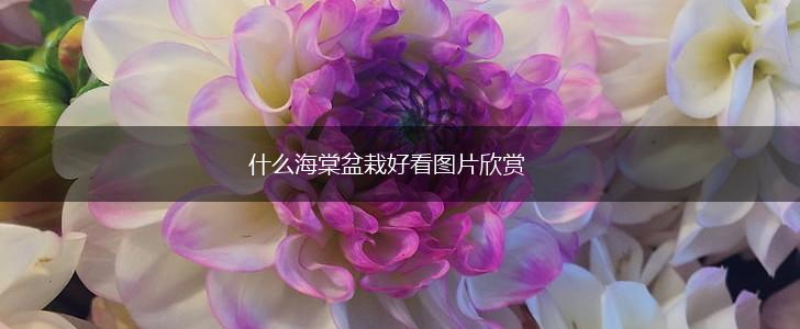 什么海棠盆栽好看图片欣赏,第1张
