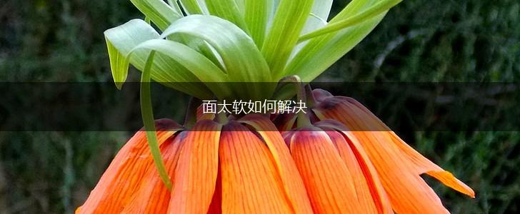 面太软如何解决,第1张