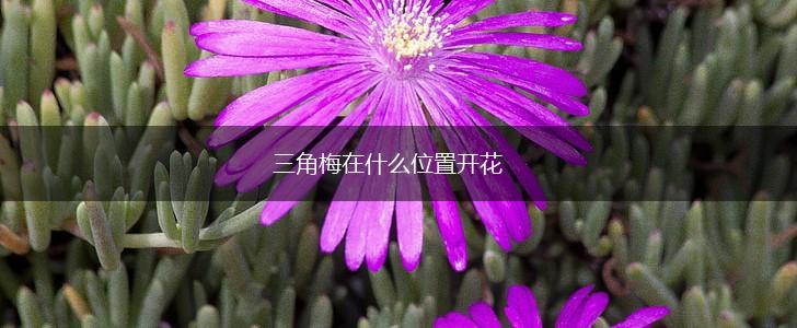 三角梅在什么位置开花,第1张