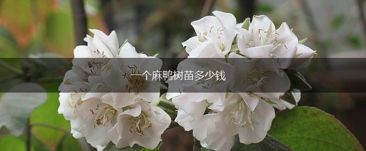 一个麻鸭树苗多少钱,第1张