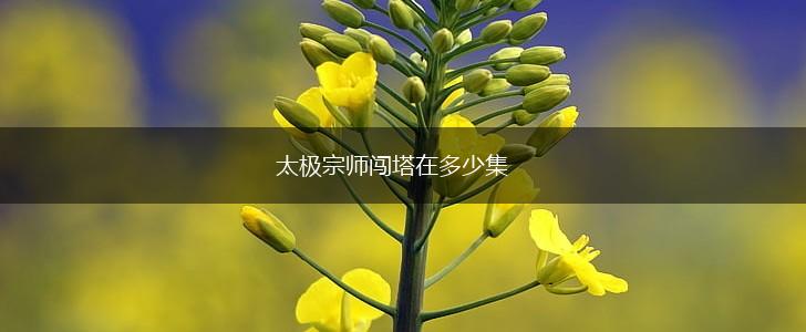 太极宗师闯塔在多少集,第1张