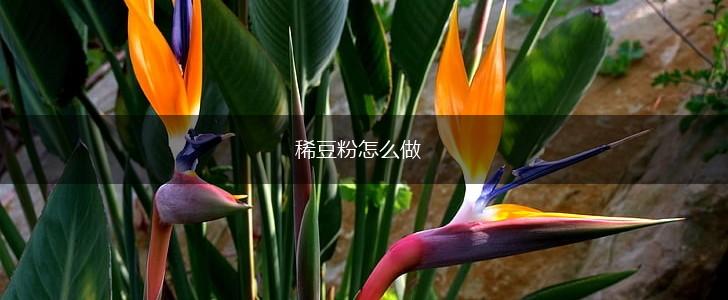 稀豆粉怎么做,第1张