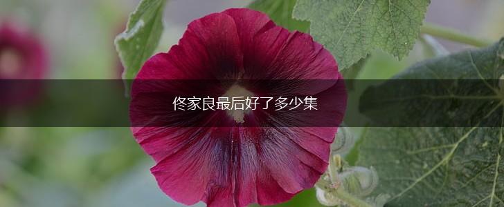 佟家良最后好了多少集,第1张
