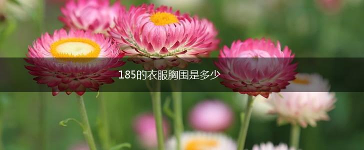 185的衣服胸围是多少,第1张