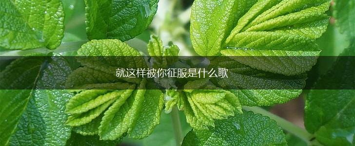 就这样被你征服是什么歌,第1张