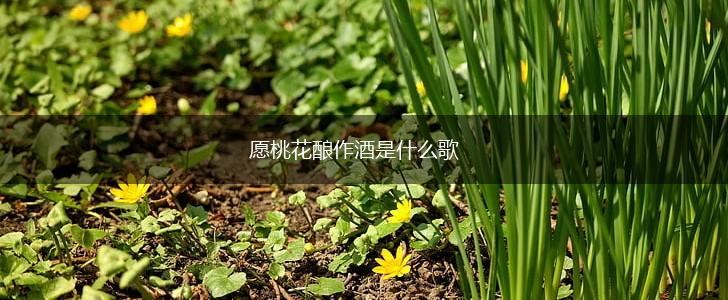 愿桃花酿作酒是什么歌,第1张