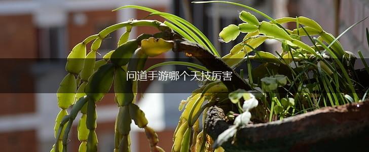 问道手游哪个天技厉害,第1张