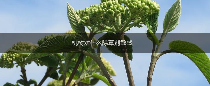 桃树对什么除草剂敏感,第1张