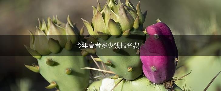 今年高考多少钱报名费,第1张