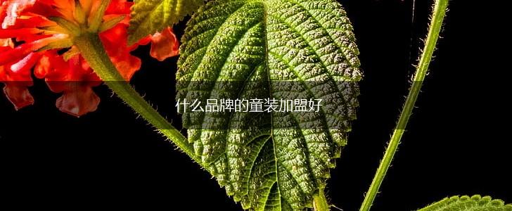 什么品牌的童装加盟好,第1张