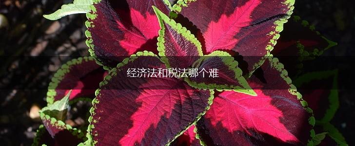 经济法和税法哪个难,第1张