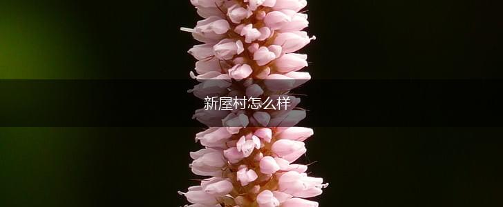 新屋村怎么样,第1张