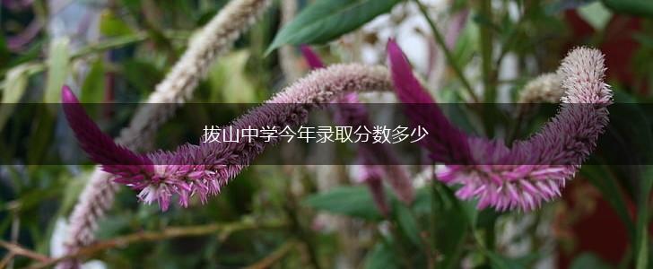 拔山中学今年录取分数多少,第1张